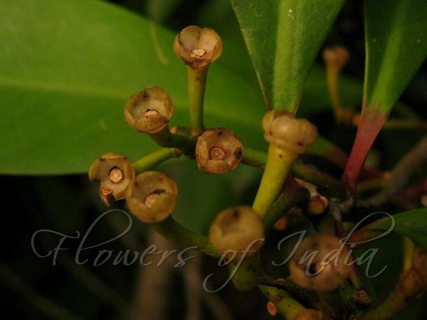 Pointed-Leaf Ardisia